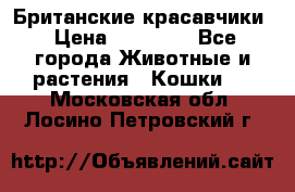 Британские красавчики › Цена ­ 35 000 - Все города Животные и растения » Кошки   . Московская обл.,Лосино-Петровский г.